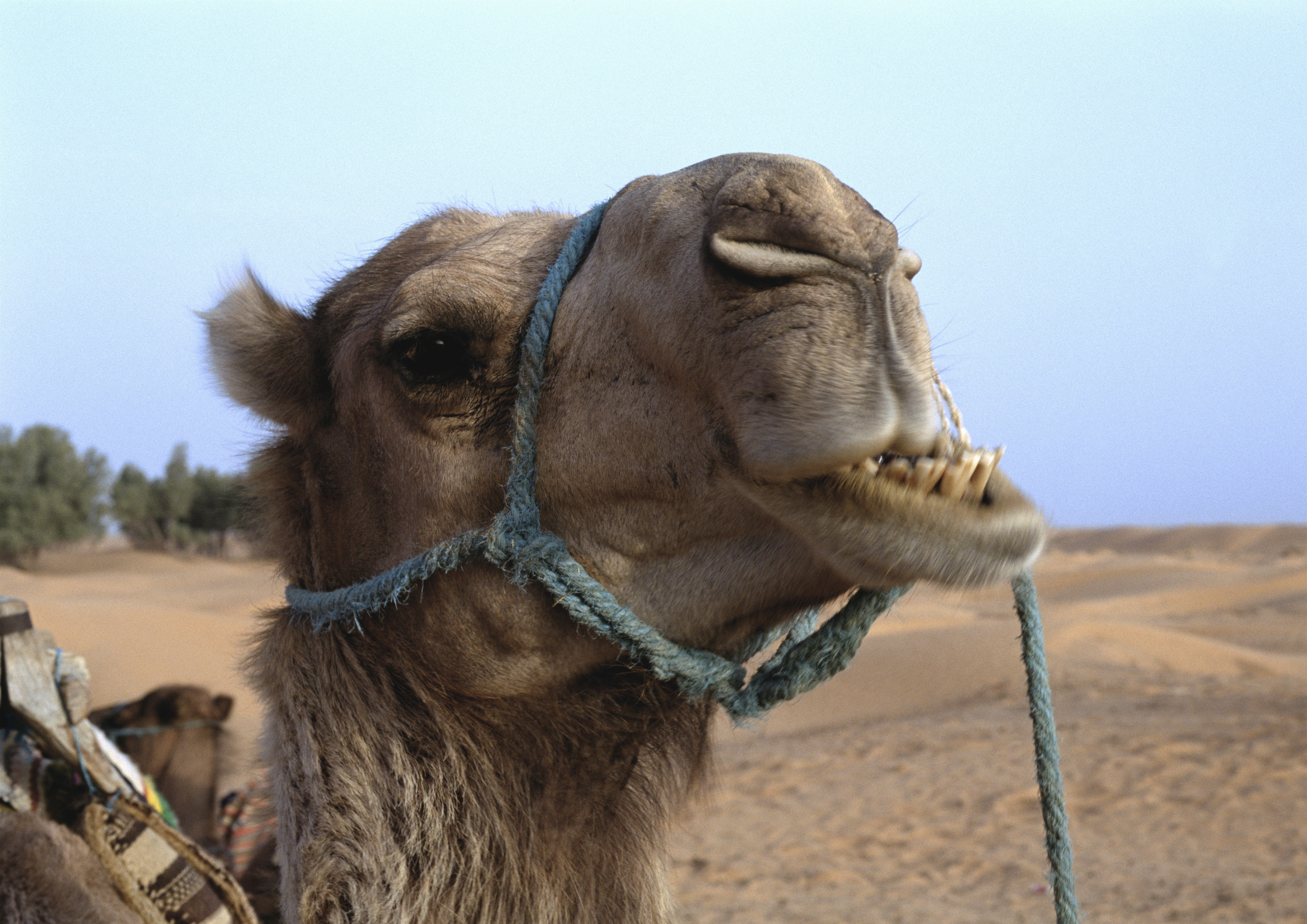 camel face