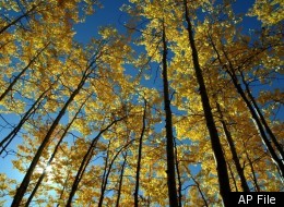 Fall Colors: A Guide To The Top Viewing Spots