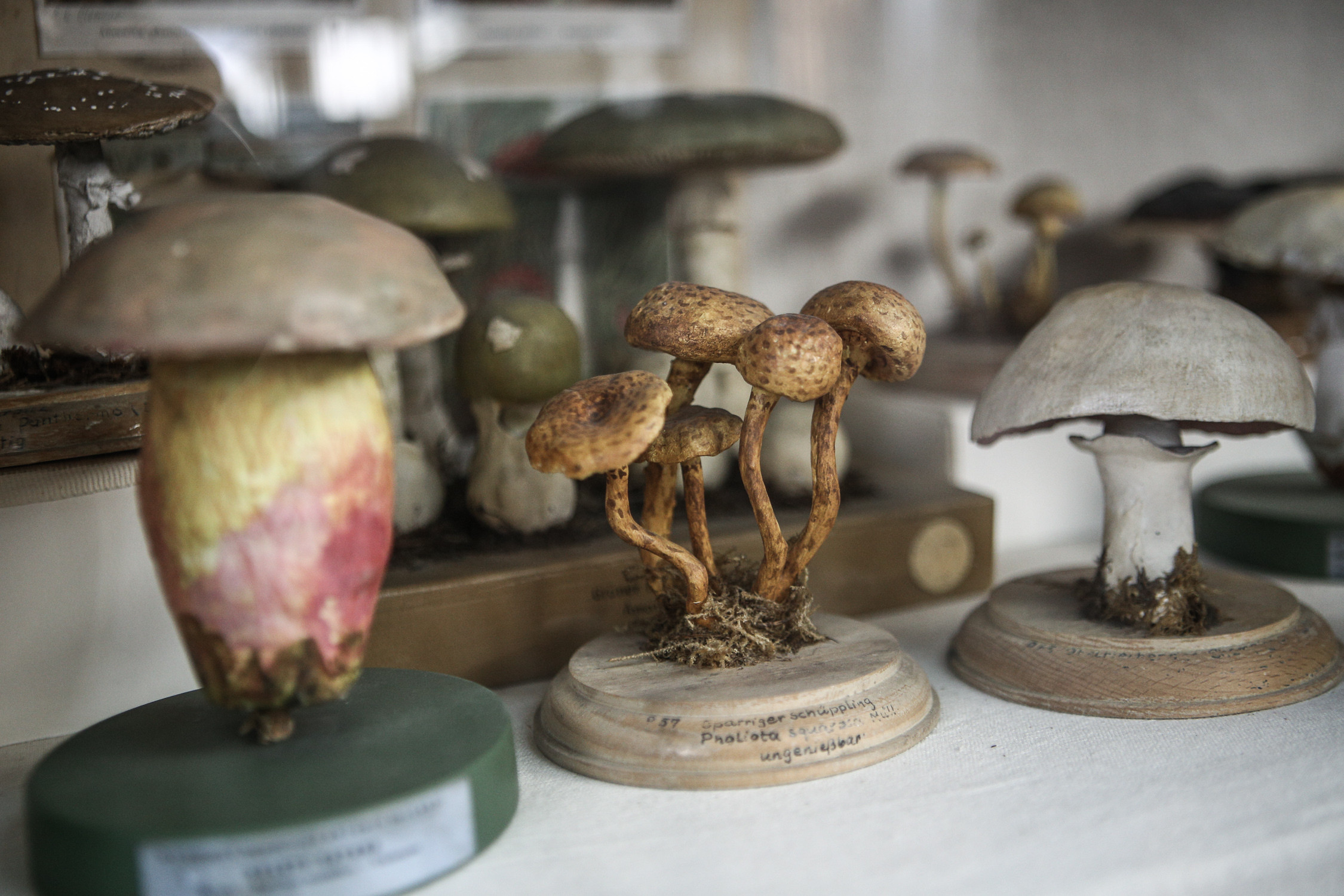 egklimatologiko mouseio