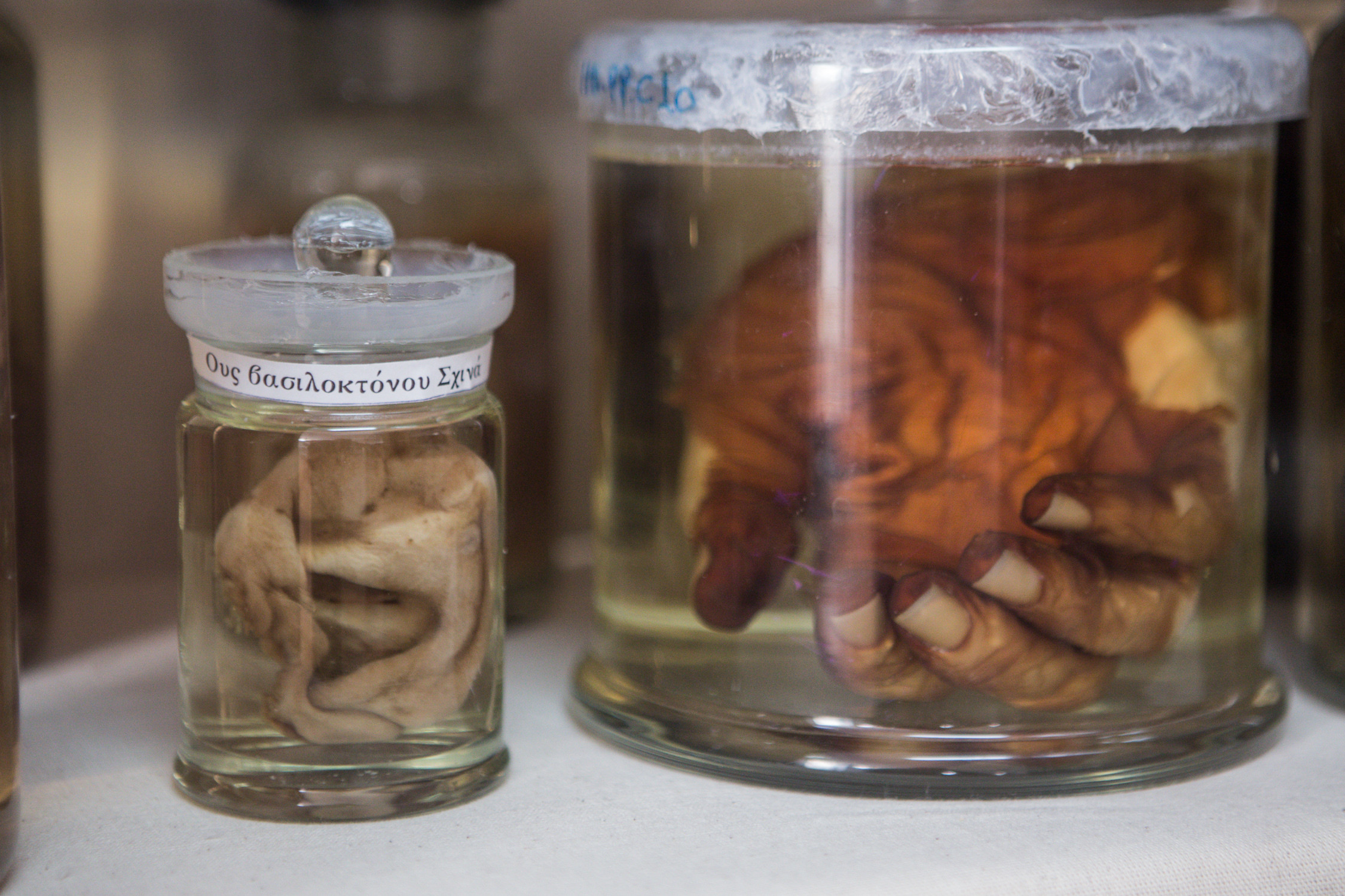 egklimatologiko mouseio