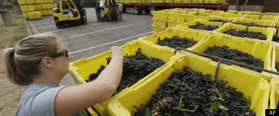Ca Wine Grape Shortage