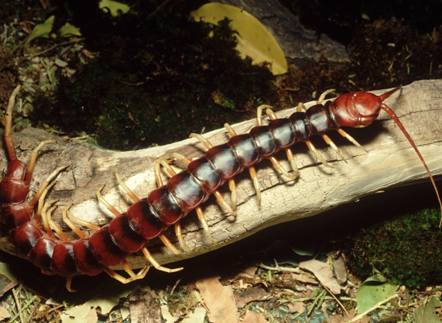 The POO of centipedes can also save the world