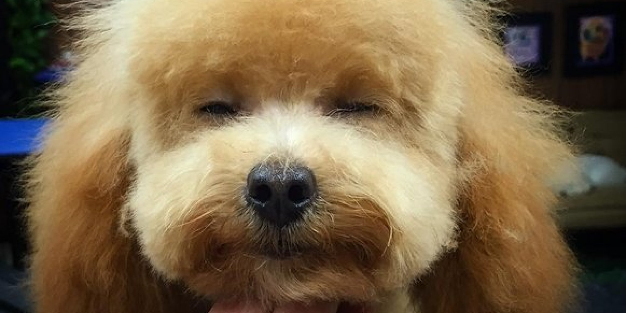 Dogs Being BlowDried In Slow Motion Is The Best Thing You'll See Today