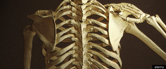 Skeleton