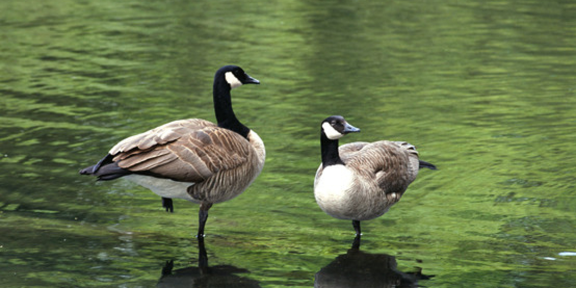 Canada Goose montebello parka replica price - 10 Things You Didn't Know About Canada Geese | Huffington Post