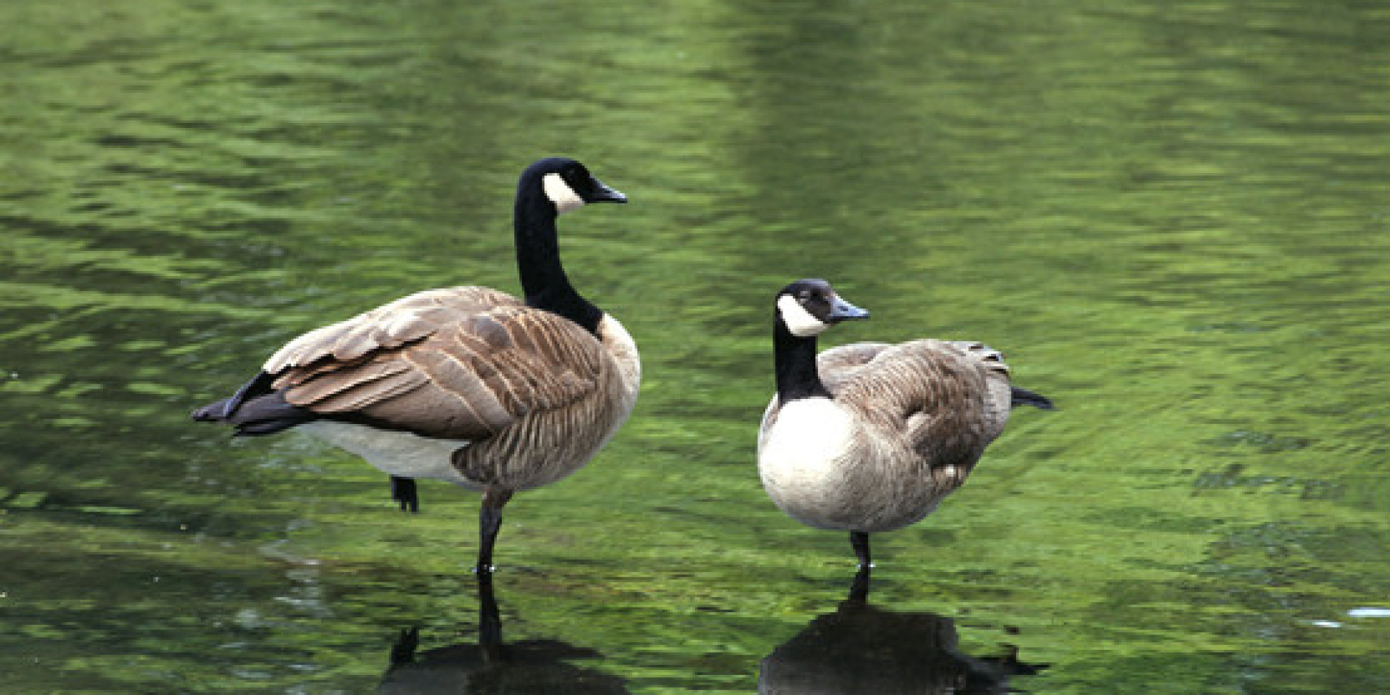 Canada Goose