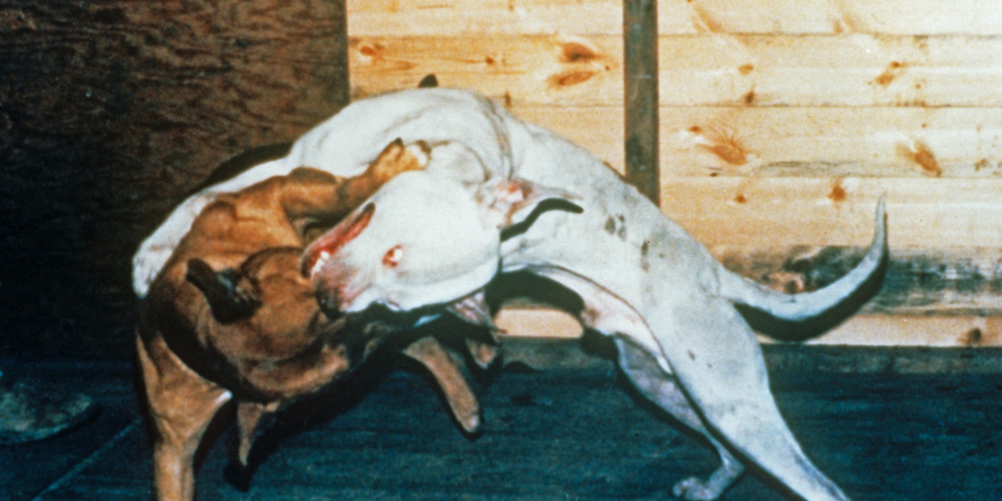 Dog Fighting Report From League Against Cruel Sports Reveals How Many