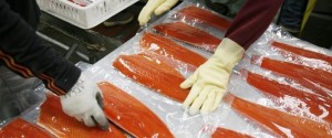 salmón