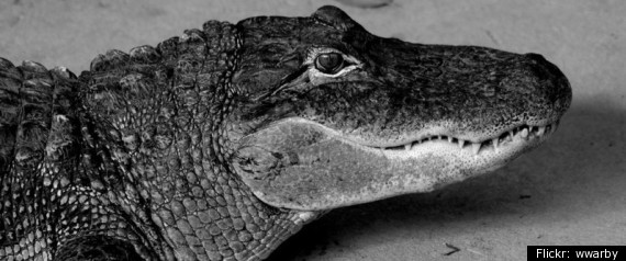 Gator