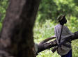Analysis: Why Obama Sends U.S. Troops To Africa