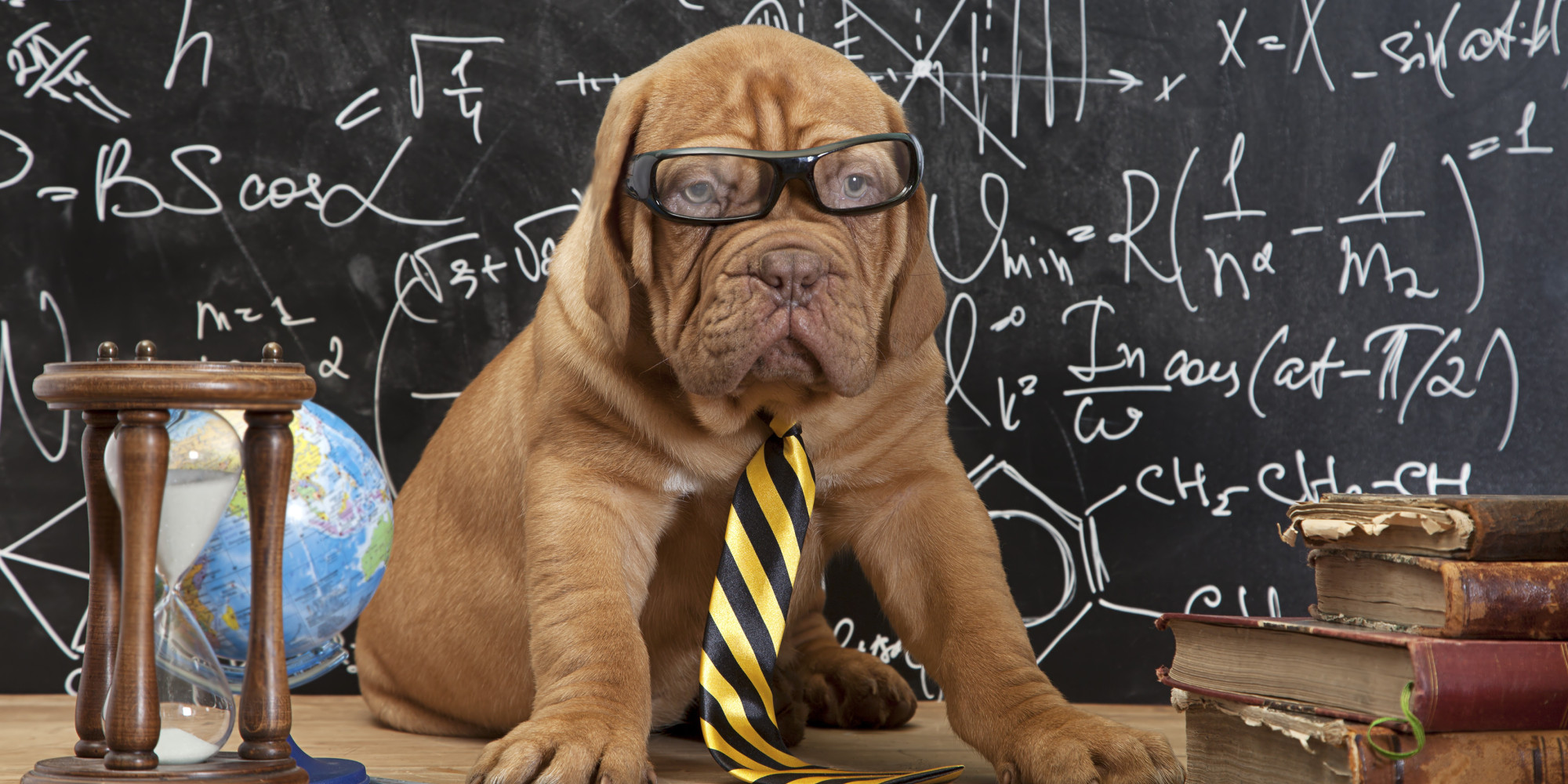 Your Daily Dose Of Cuteness It s Dress Up Your Pet Day HuffPost