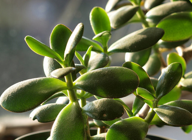 plants Asian jade belief about