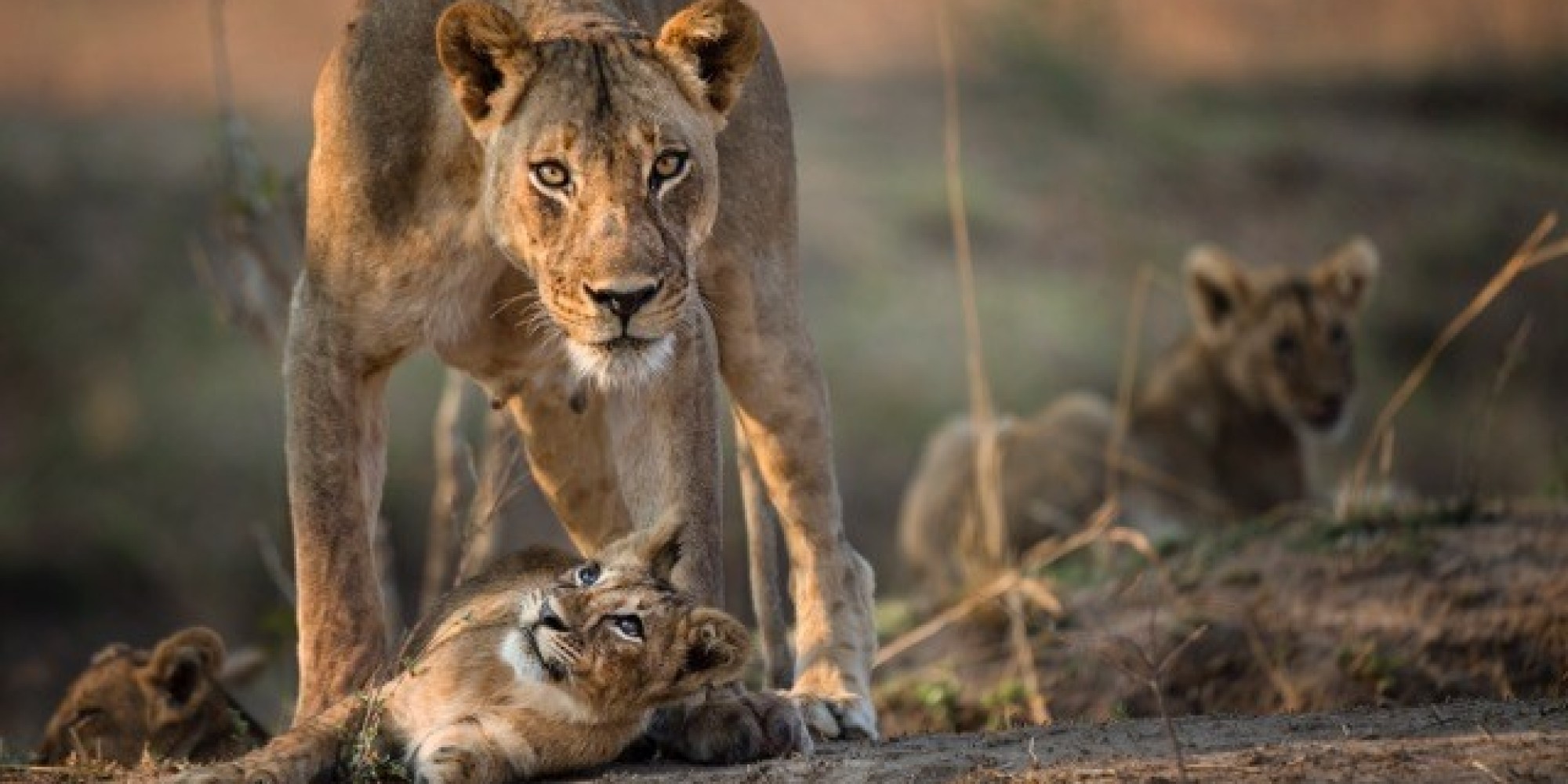 QUIZ: Test Your Knowledge Of Natural History, To Celebrate The Brand ...