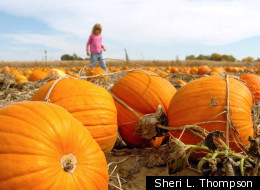 Anderson Farms Fall Fest: Get Lost In The Corn