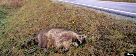 Jonathan Mcgowan Roadkill