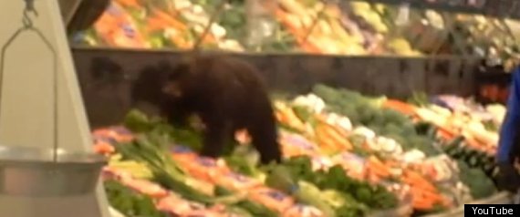 Bear Cub