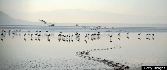Animal Migration