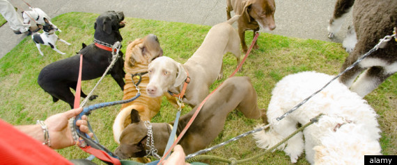 Dog Walker