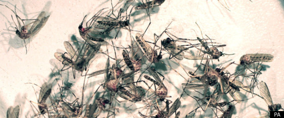 Mosquito
