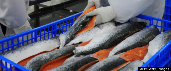 Salmon Virus