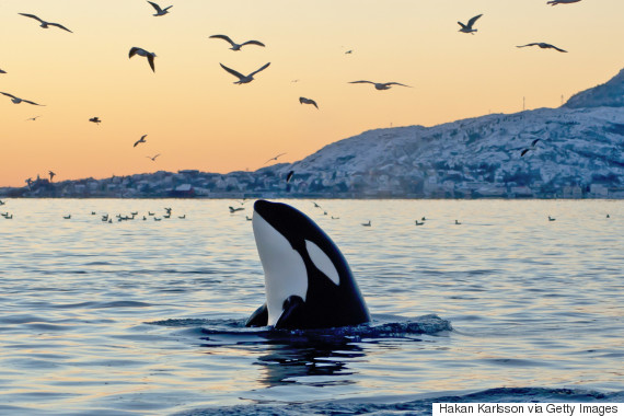 Orcas And Its Effects On Human Resources