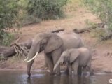 Elephants drinking water