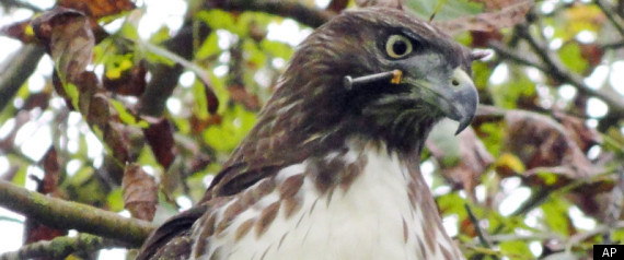 Hawk Golden Gate Park