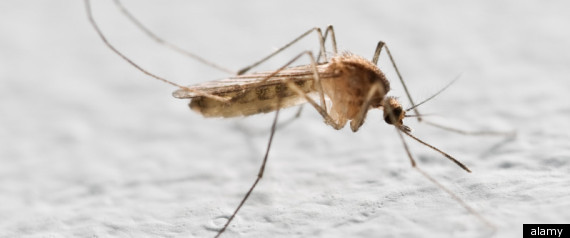 Mosquito Lab