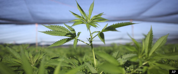 Marijuana