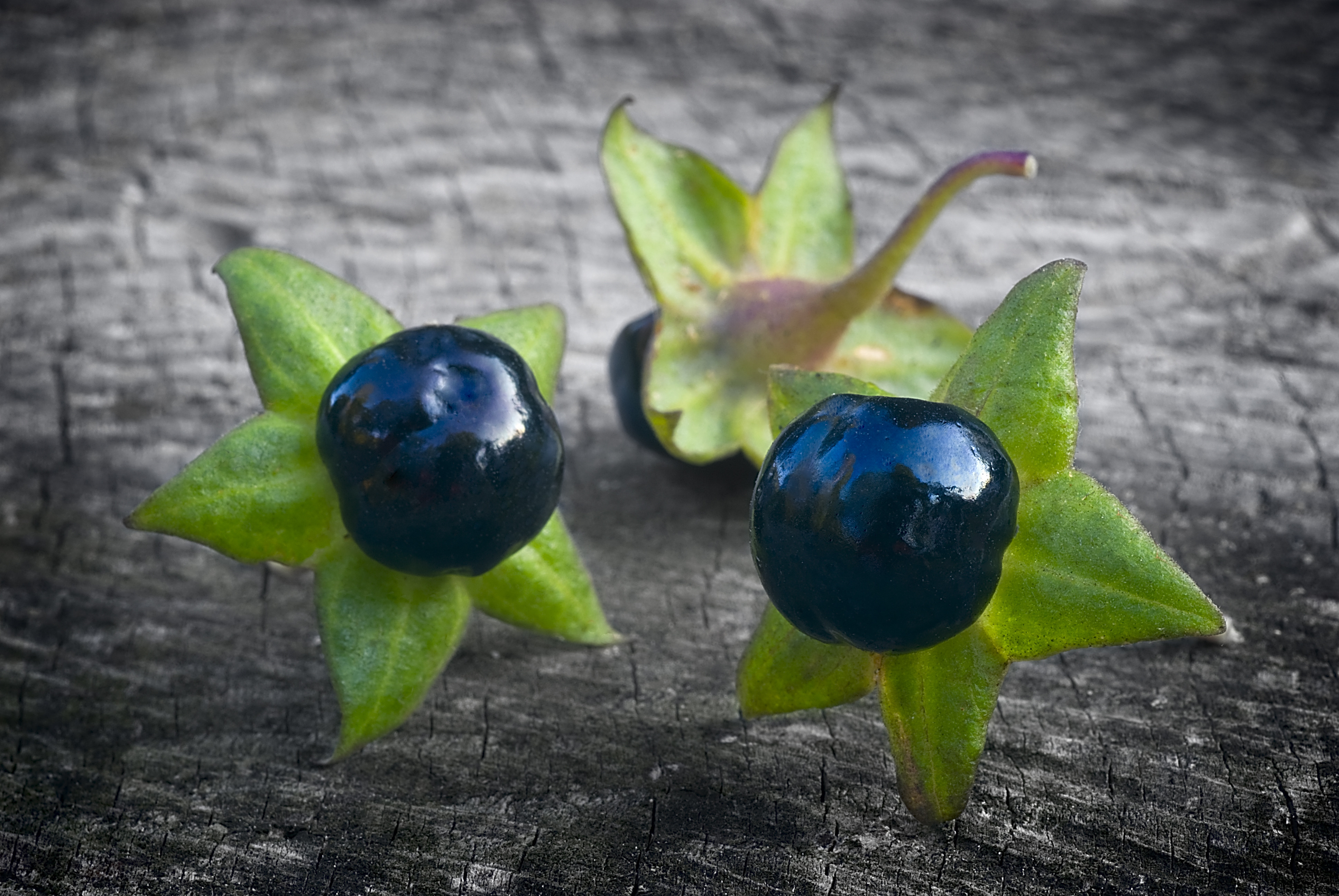 atropa belladonna