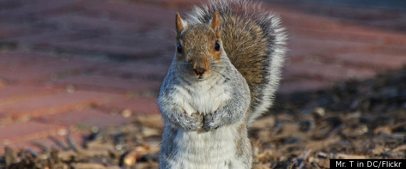 Squirrel