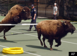 WATCH: Animals On The Loose