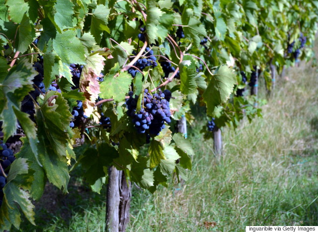 muscat wine red