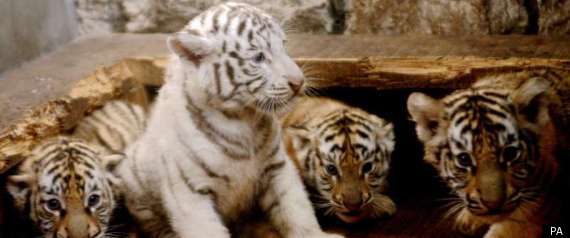 Tiger Birth