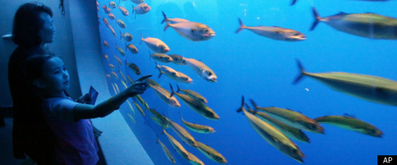 Monterey Bay Aquarium