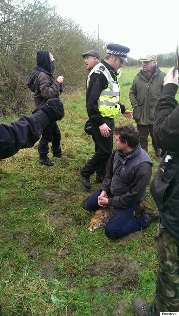 fox hunting