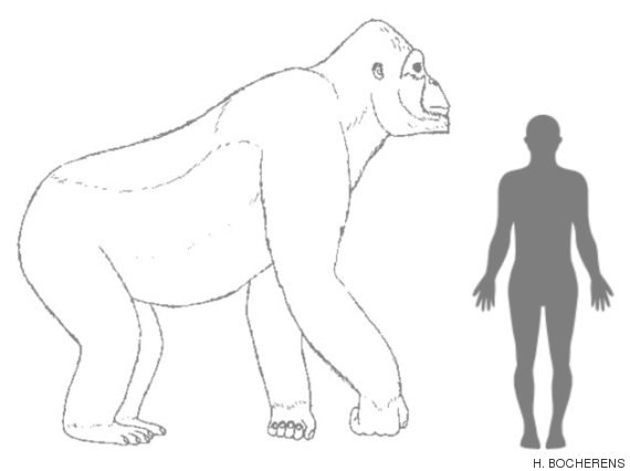 gigantopithecus