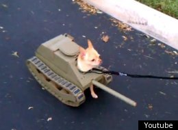 Top 10 Viral Videos: Ninjas, Human Slingshots And Tank Dog
