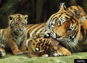 Sumatran+tiger+cubs+video