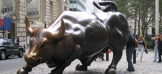 Bull