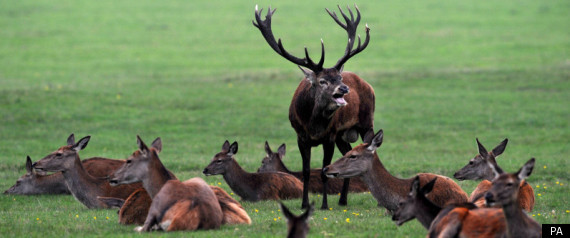 Stag