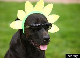 20 Reasons It Sucks To Be A Dog On Halloween