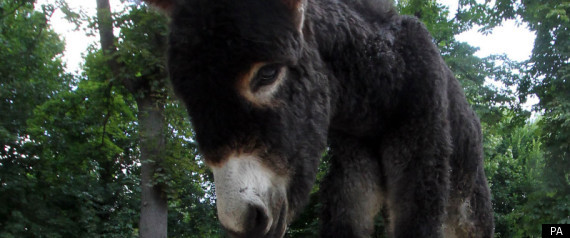 Donkey