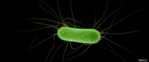 E Coli