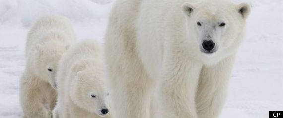 Polar Bear