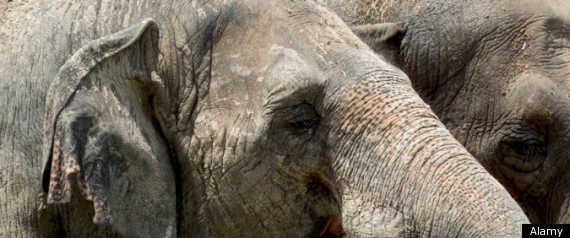 Elephants