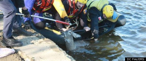 Tidal Basin Deer Rescue