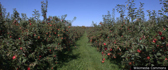 Apple Orchard