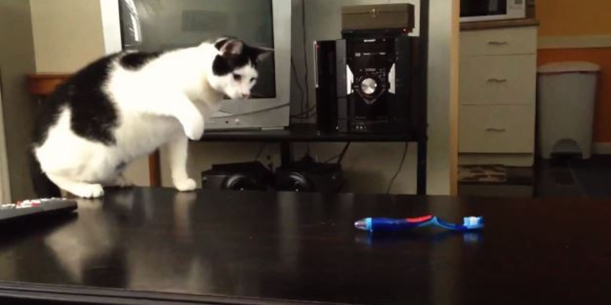 Cats Vs. Toothbrushes Video Compilation HuffPost UK
