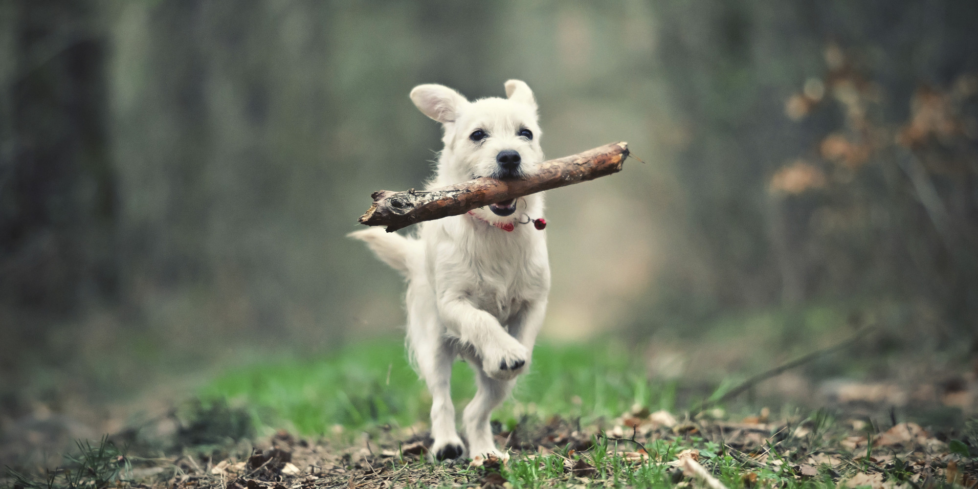 Dog Owners Warned That Throwing Sticks Can Cause 'Horrific Injuries